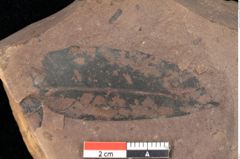 Foto (Detailsansicht) von Quercus palaeoilex Ettingshausen (NHMW-GEO-2024-0188-0826)